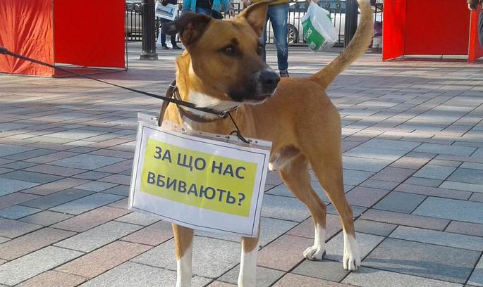 Фото зі сторінки: www.facebook.com/profile.php?id=100004665041432&hc_ref=NEWSFEED Перший крок: Рада узялася за догхантерів